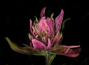 079Castilleja rhexiifolia 19-5842